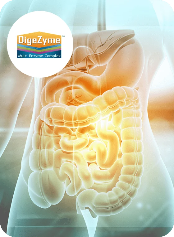 Illustrazione del complesso enzimatico DigeZyme® in Dentolan, cruciale per la digestione