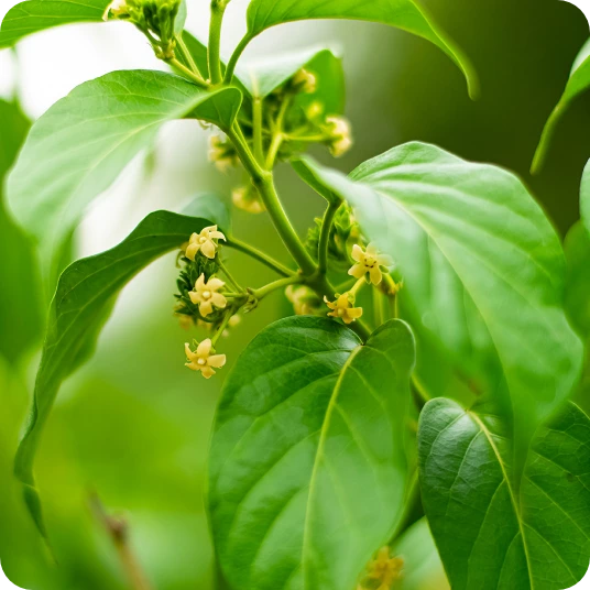 Illustrazione del complesso GS4PLUS® con foglie di gymnema