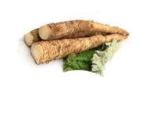 Icona radice di bardana, ingrediente Nemanex
