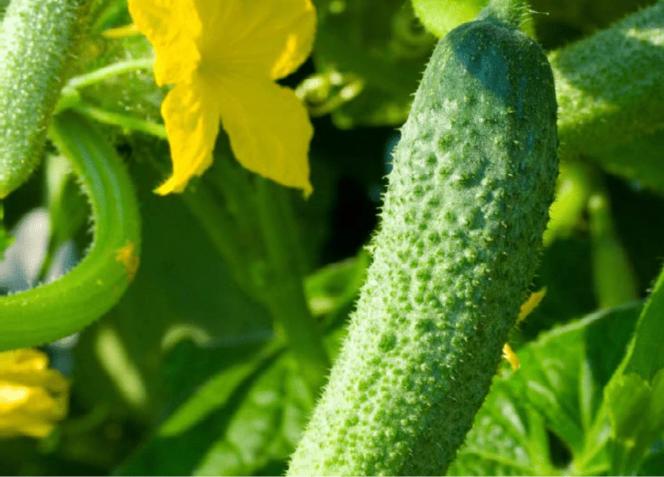 Dettaglio dell'ingrediente Momordicin®, estratto di Momordica charantia per la regolazione del glucosio.