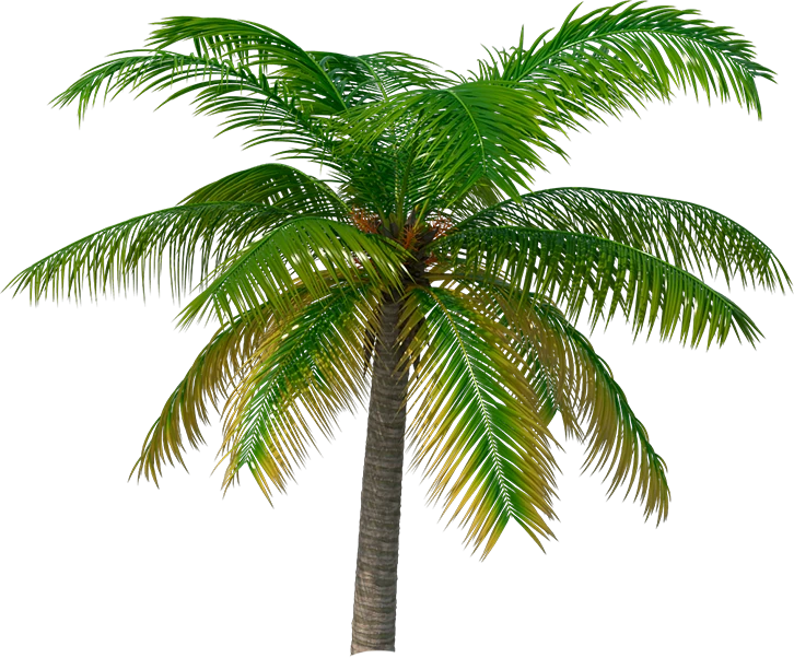 Palma tropicale, simbolo del sapore esotico di Nano Slim