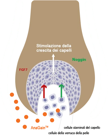Come funziona AnaGain™ Nu: diagramma del follicolo pilifero