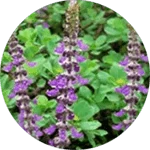 Icona dell'Estratto di radice di ortica indiana, ingrediente chiave di Fat Burn Active