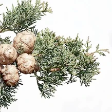 Essenza di Cupressus sempervirens, presente nella formula di Hondro Sol per le sue proprietà lenitive